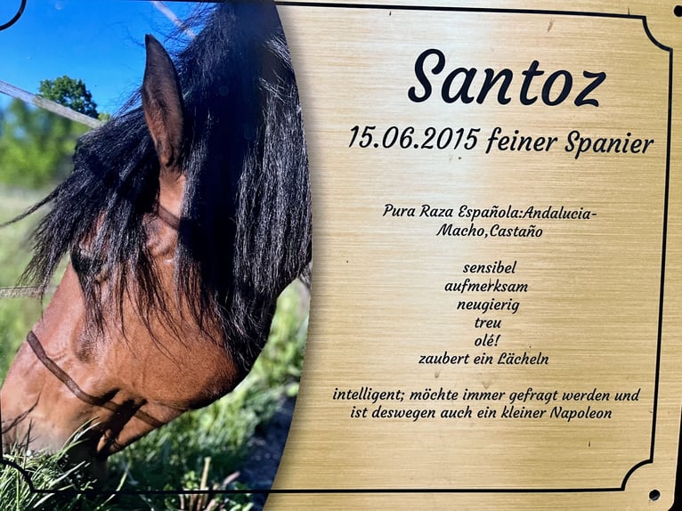 PRE Mix Gelding 10 years 15,2 hh Brown in Bad Segeberg