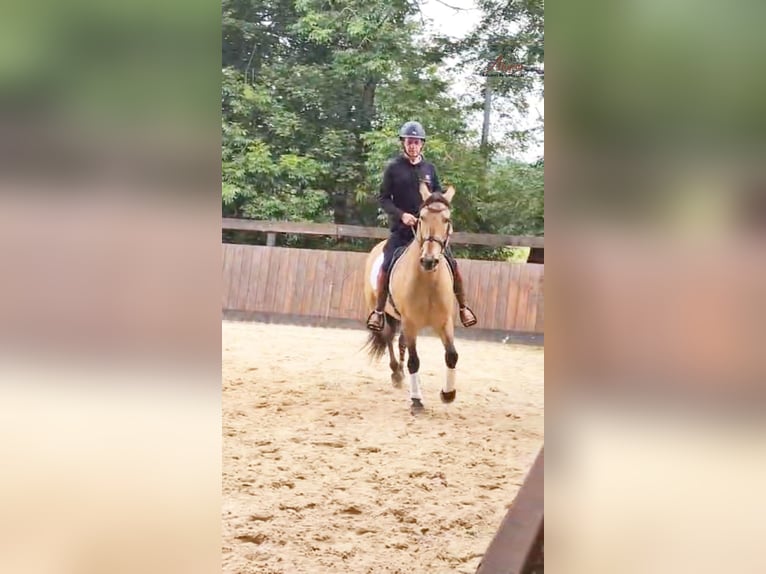 PRE Gelding 10 years 15,2 hh Dun in Caumont