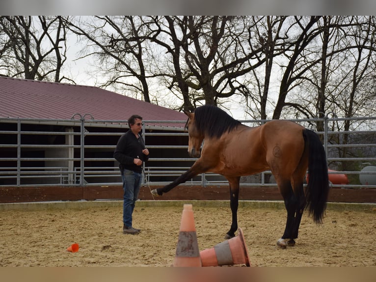 PRE Gelding 10 years 15,2 hh Dun in Caumont