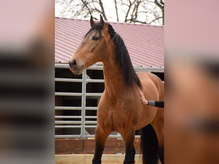 PRE Gelding 10 years 15,2 hh Dun in Caumont