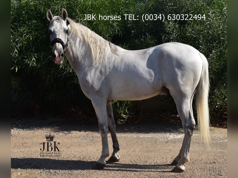 PRE Mix Gelding 10 years 15,2 hh Gray in Tabernas