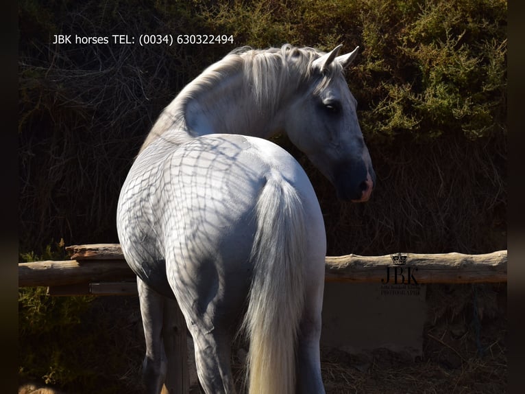 PRE Mix Gelding 10 years 15,2 hh Gray in Tabernas