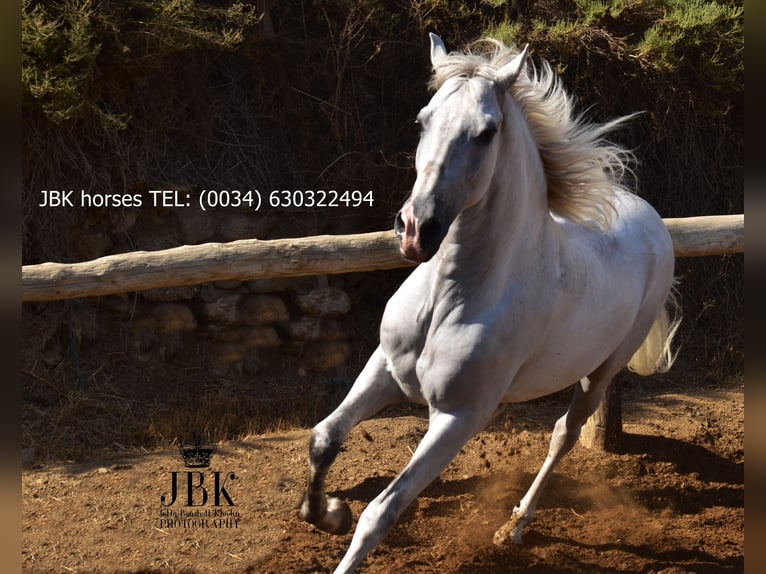 PRE Mix Gelding 10 years 15,2 hh Gray in Tabernas