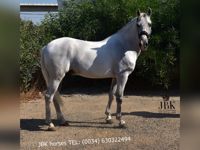 PRE Mix Gelding 10 years 15,2 hh Gray in Tabernas