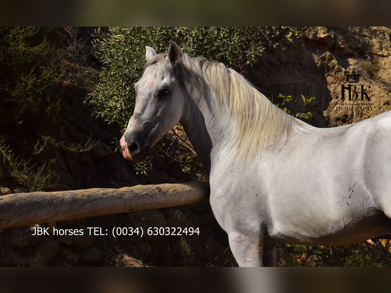 PRE Mix Gelding 10 years 15,2 hh Gray in Tabernas