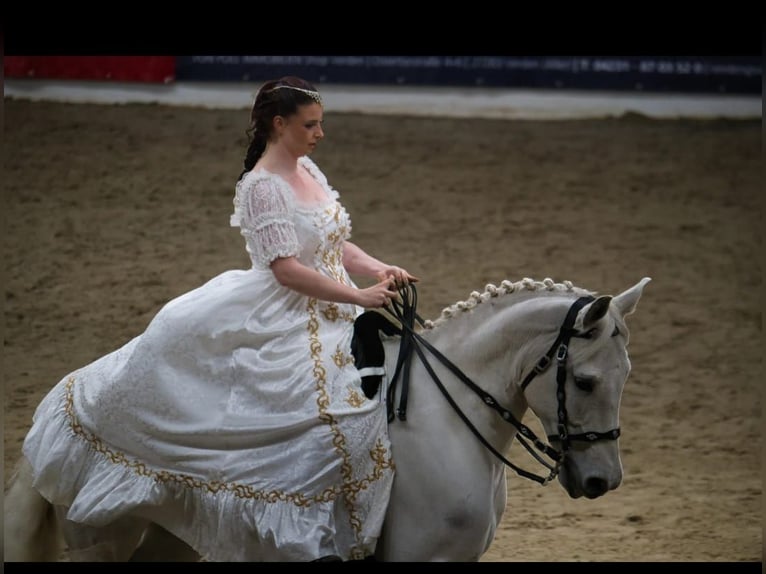 PRE Mix Gelding 10 years 15,2 hh Grey in Bremen
