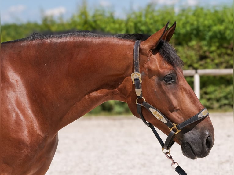 PRE Mix Gelding 10 years 15,3 hh Brown in Neustadt (Wied)