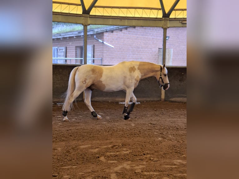 PRE Mix Gelding 10 years 15,3 hh Pinto in Hiddenhausen