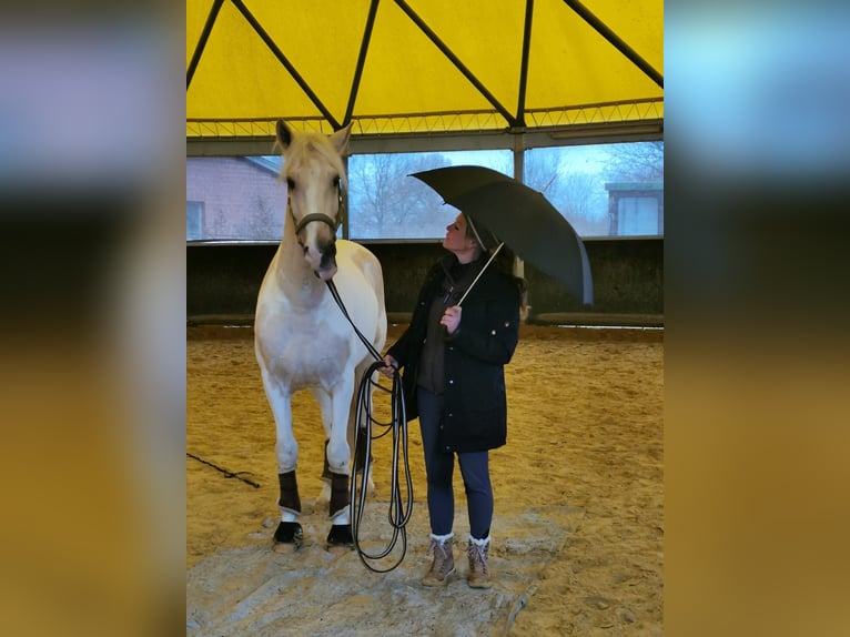 PRE Mix Gelding 10 years 15,3 hh Pinto in Hiddenhausen