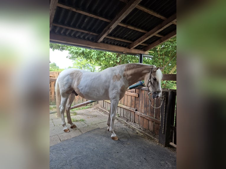 PRE Mix Gelding 10 years 15,3 hh Pinto in Hiddenhausen
