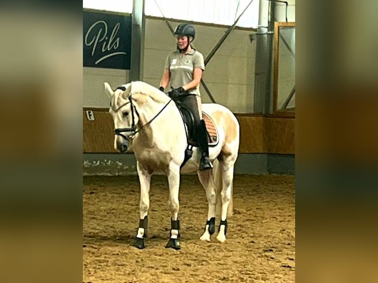 PRE Mix Gelding 10 years 15,3 hh Pinto in Hiddenhausen