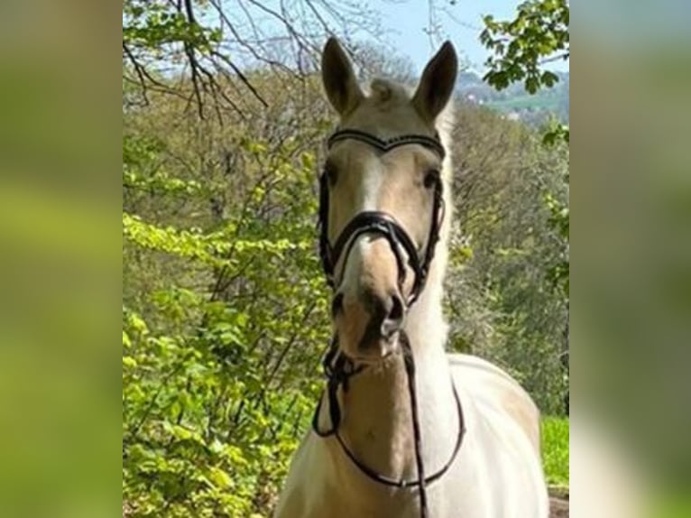 PRE Mix Gelding 10 years 15,3 hh Pinto in Hiddenhausen