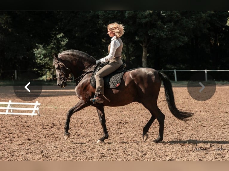 PRE Gelding 10 years 16.1 hh Black in Mörlenbach