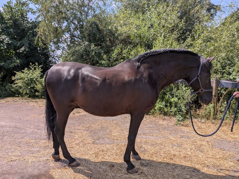 PRE Gelding 10 years 16.1 hh Black in Mörlenbach