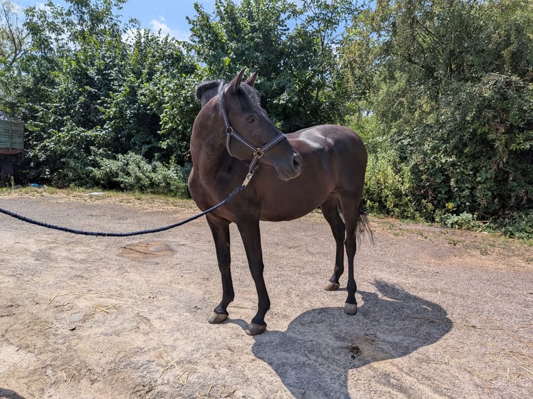 PRE Gelding 10 years 16.1 hh Black in Mörlenbach