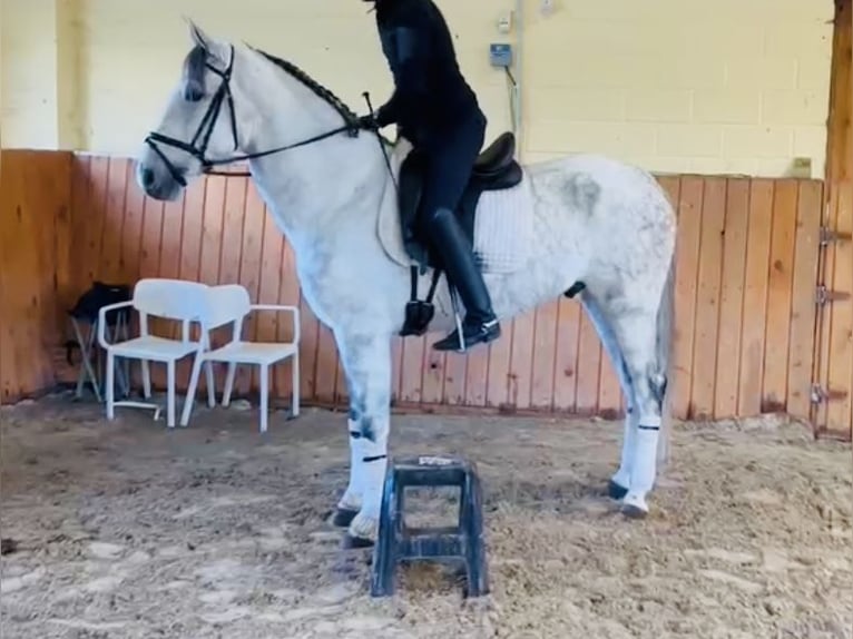 PRE Mix Gelding 10 years 16,1 hh in Madrid