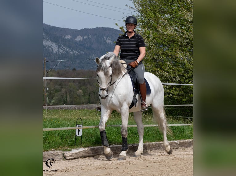 PRE Gelding 10 years 16,1 hh Gray in Solothurn