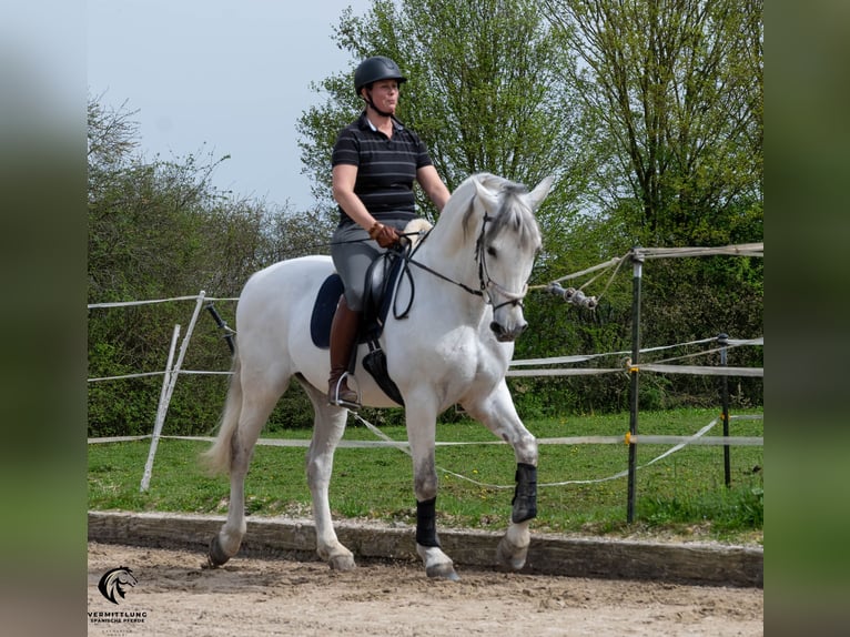 PRE Gelding 10 years 16,1 hh Gray in Solothurn