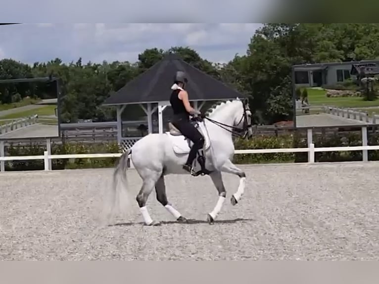 PRE Mix Gelding 10 years 16.1 hh Grey in Helsinki