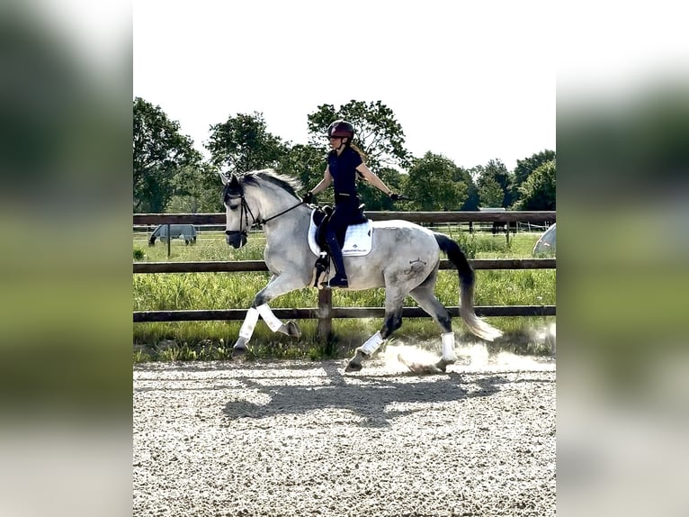 PRE Gelding 10 years 16.1 hh Grey-Fleabitten in BrestHarsefeld