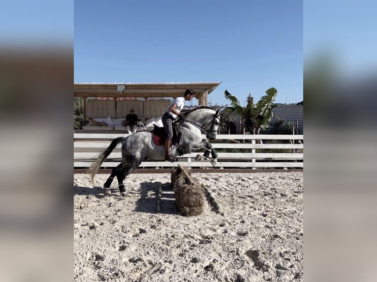 PRE Gelding 10 years 16.1 hh Grey-Fleabitten in BrestHarsefeld