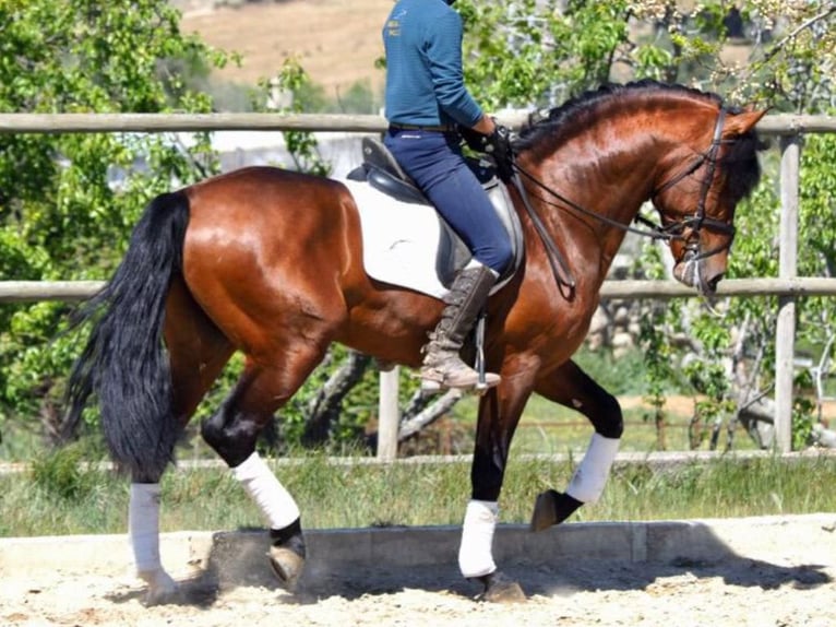 PRE Mix Gelding 10 years 16,2 hh Bay in NAVAS DEL MADRONO