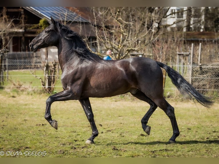 PRE Gelding 10 years 16.2 hh Black in Krumbach