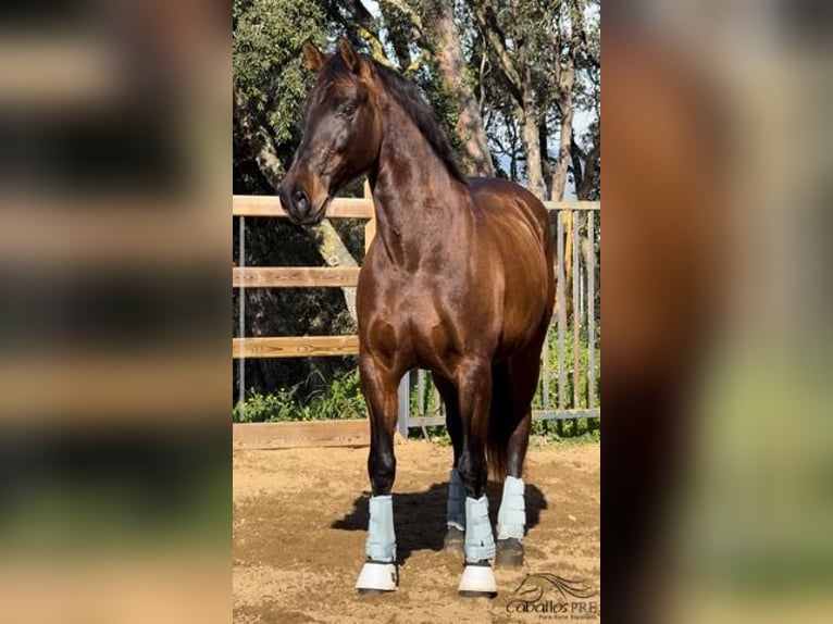 PRE Gelding 10 years 16,2 hh Brown in Barcelona