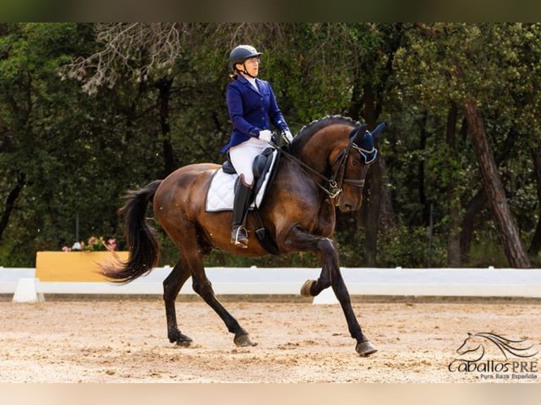 PRE Gelding 10 years 16,2 hh Brown in Barcelona