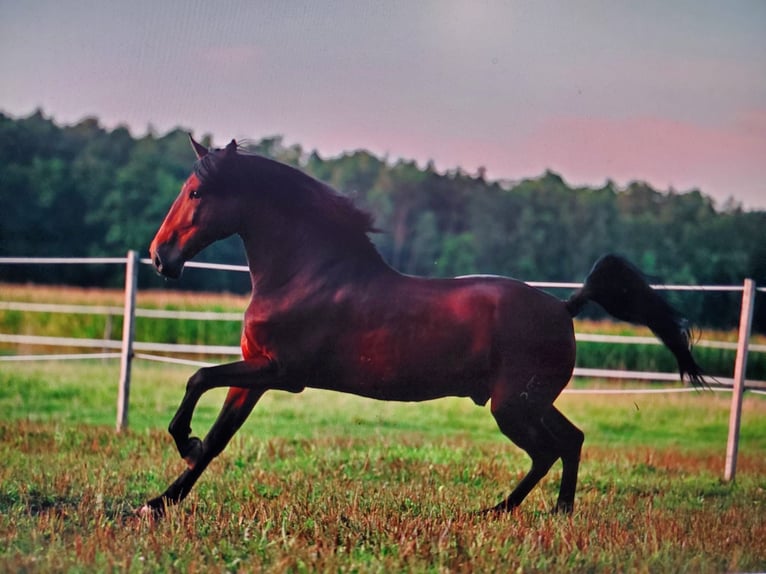 PRE Gelding 10 years 16.2 hh Brown in Großlangheim