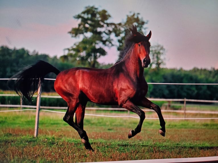 PRE Gelding 10 years 16.2 hh Brown in Großlangheim