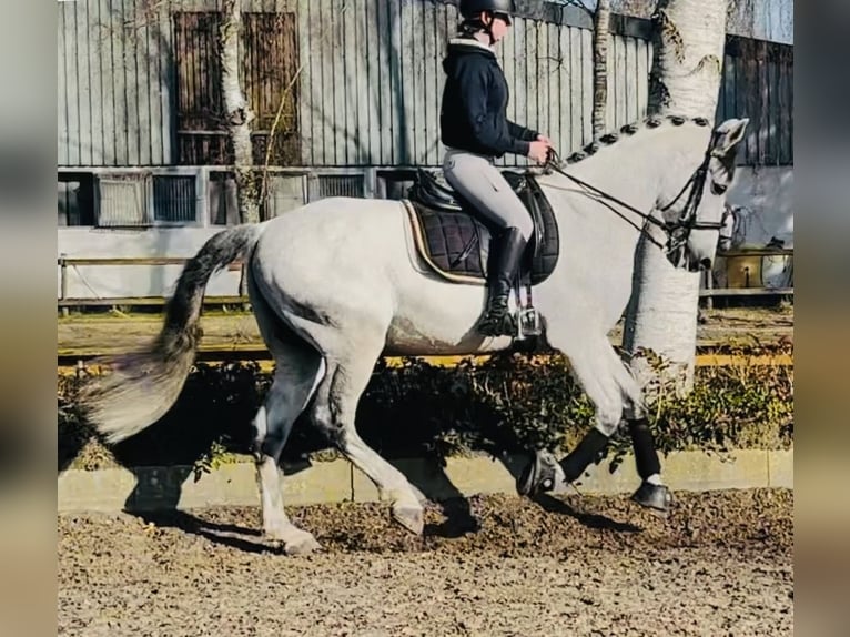 PRE Mix Gelding 10 years 16.2 hh Grey-Dapple in Sottrum