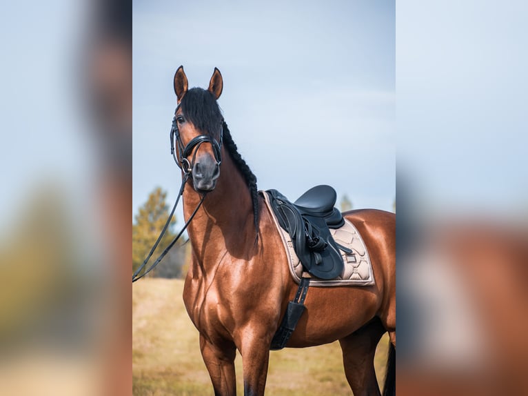 PRE Gelding 10 years 16,3 hh Bay in Porvoo