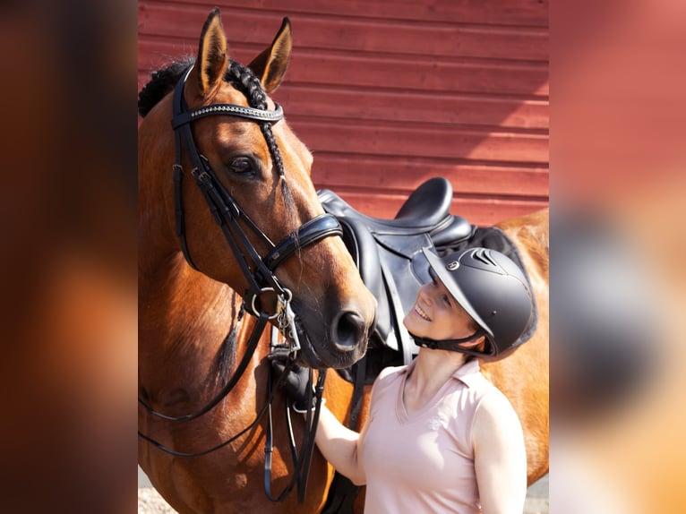 PRE Gelding 10 years 16,3 hh Bay in Porvoo