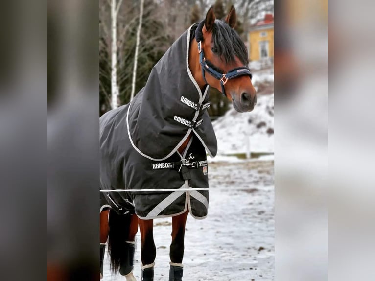 PRE Gelding 10 years 16,3 hh Bay in Porvoo