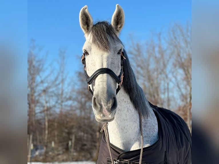 PRE Mix Gelding 10 years 16,3 hh Gray-Fleabitten in Dresden