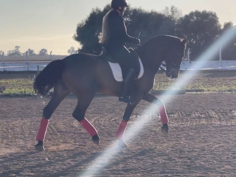 PRE Mix Gelding 10 years 16 hh Bay-Dark in Coín, Málaga