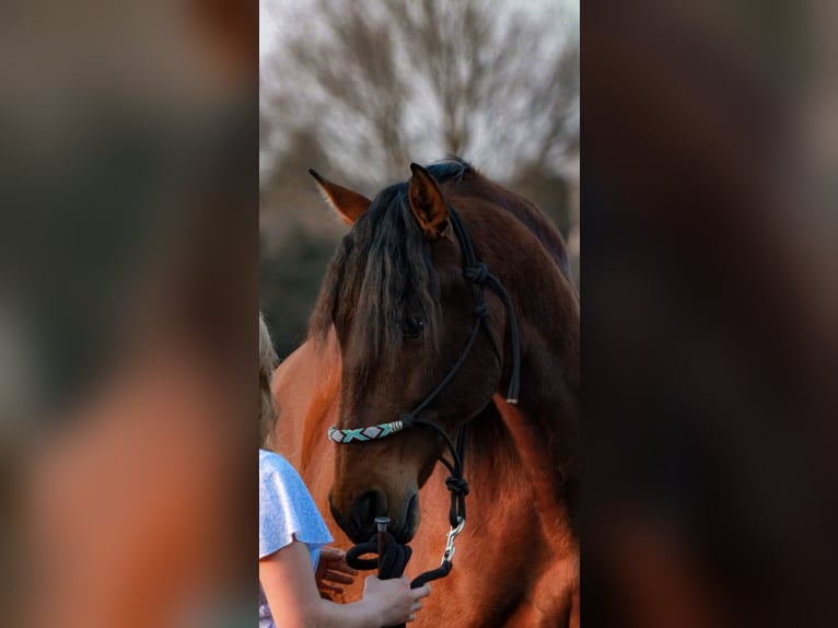 PRE Gelding 10 years 16 hh Brown in Niederkrüchten