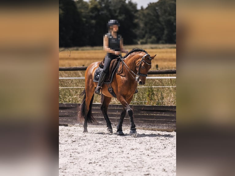 PRE Gelding 10 years 16 hh Brown in Niederkrüchten