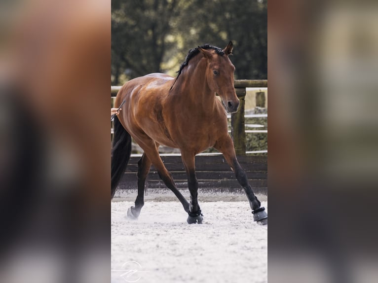 PRE Gelding 10 years 16 hh Brown in Niederkrüchten