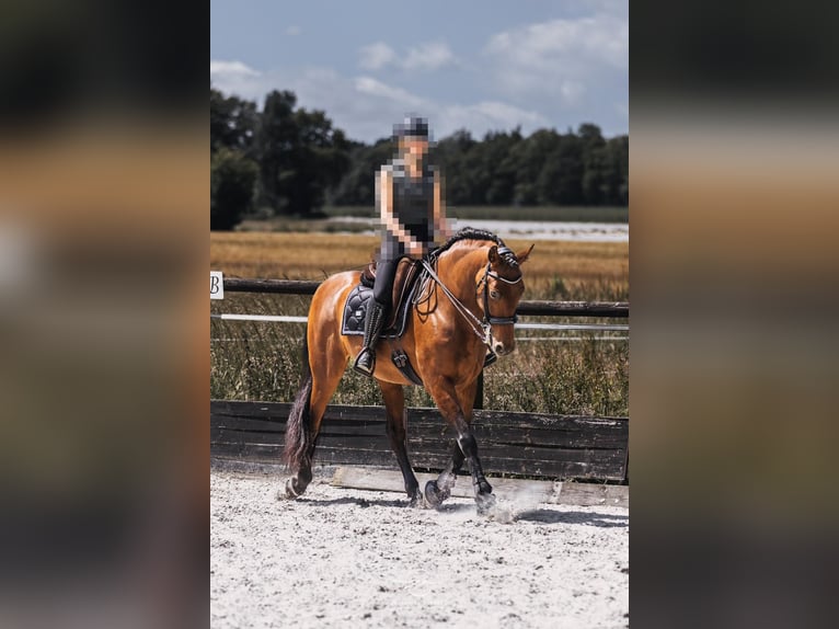 PRE Gelding 10 years 16 hh Brown in Niederkrüchten