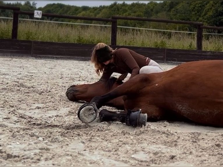 PRE Gelding 10 years 16 hh Brown in Niederkrüchten