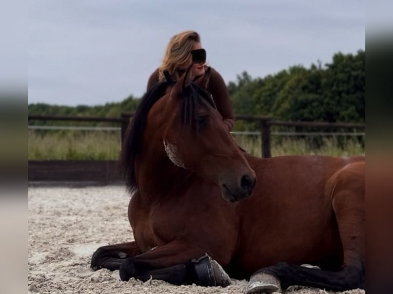 PRE Gelding 10 years 16 hh Brown in Niederkrüchten