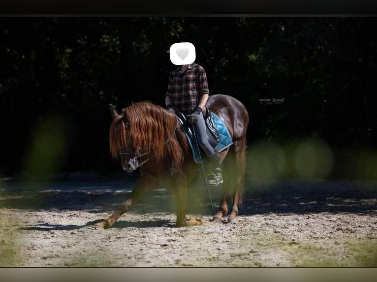 PRE Gelding 10 years 16 hh Chestnut in Mülheim an der Ruhr