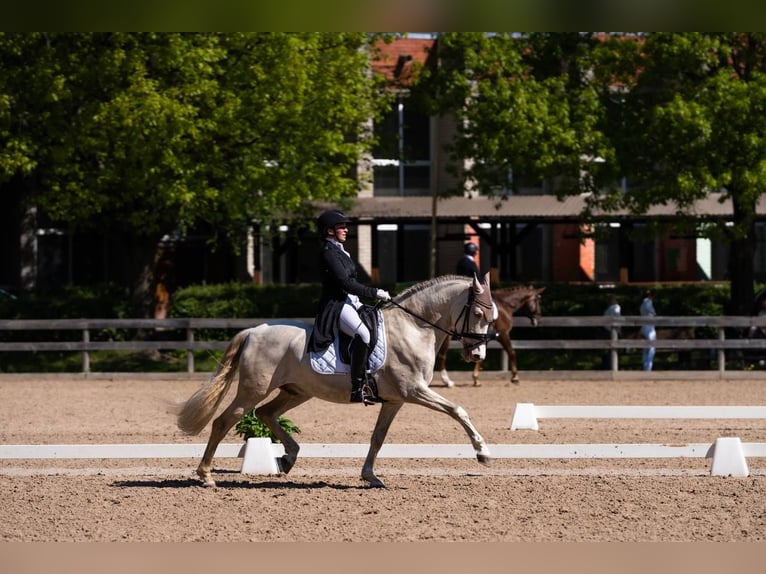 PRE Mix Gelding 10 years 16 hh Cremello in Riga