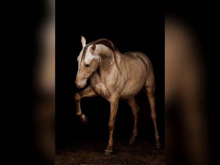 PRE Mix Gelding 10 years 16 hh Cremello in Riga