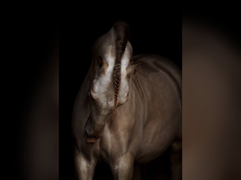PRE Mix Gelding 10 years 16 hh Cremello in Riga