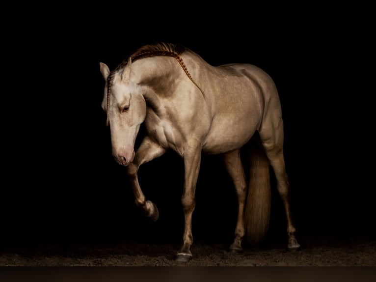 PRE Mix Gelding 10 years 16 hh Cremello in Riga