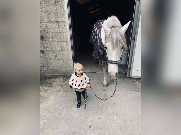 PRE Gelding 10 years 16 hh Gray-Blue-Tan in Beusichem