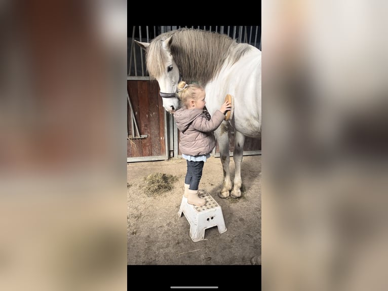 PRE Gelding 10 years 16 hh Gray-Blue-Tan in Beusichem